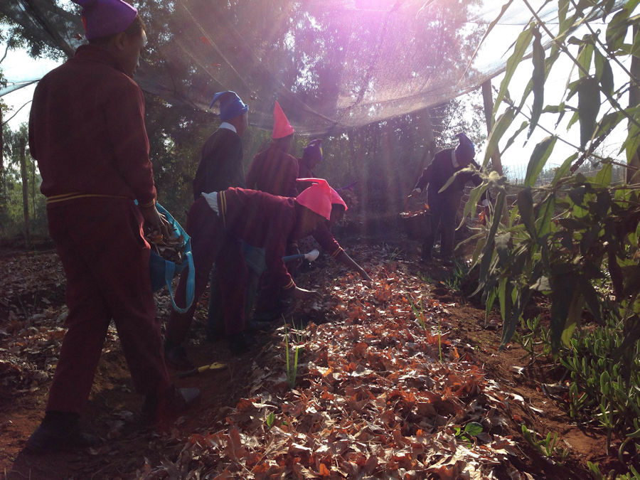 Dargle Conservancy forest excursion